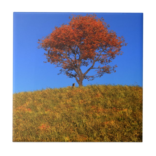 Clear Autumn Day Decoration Tile Fliese (Vorderseite)