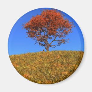 Clear Autumn Day Magnet