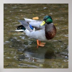 Clear Creek Mallard Duck Poster