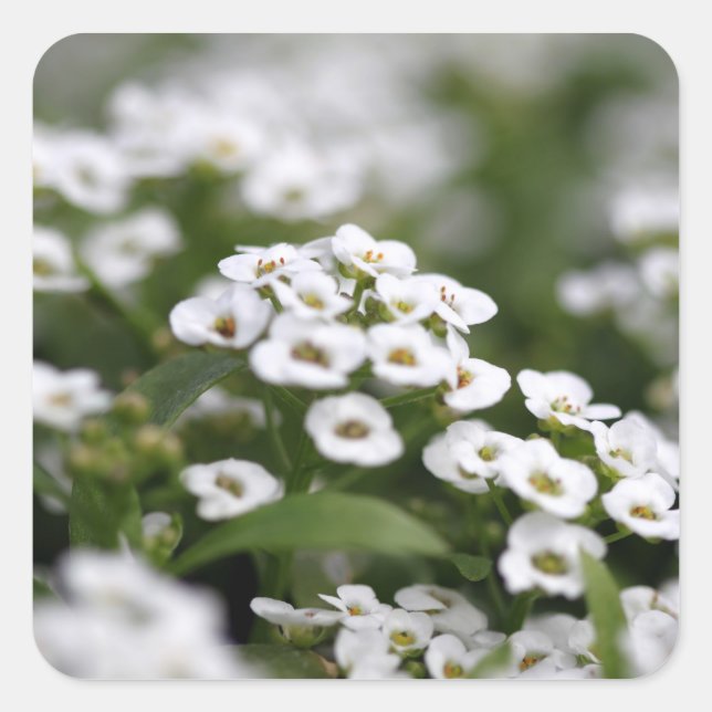 Clear Crystal White Alyssum Quadratischer Aufkleber (Vorderseite)