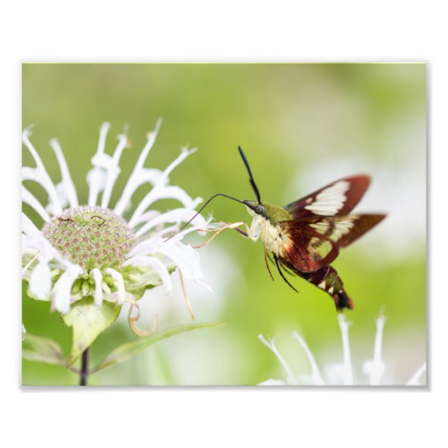 Clearance Hummingbird Moth Fotodruck (Vorne)