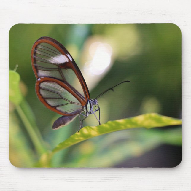 Clearingschmetterling Mousepad (Vorne)