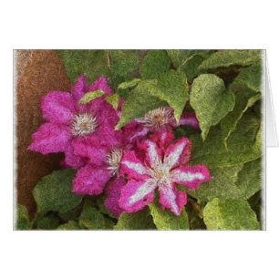 Clematis