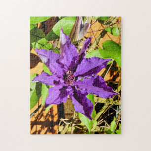 CLEMATIS