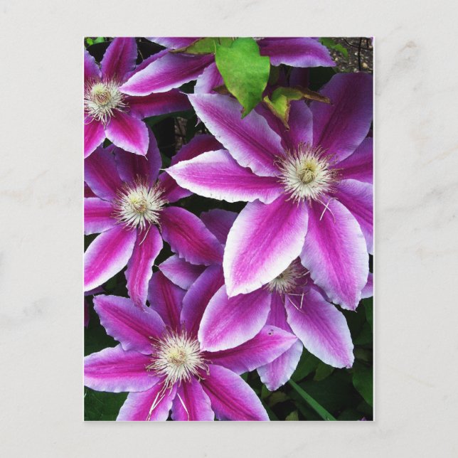 Clematis#1 Postkarte (Vorderseite)