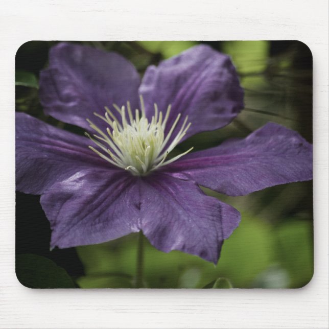 Clematis 8510 Mousepad (Vorne)