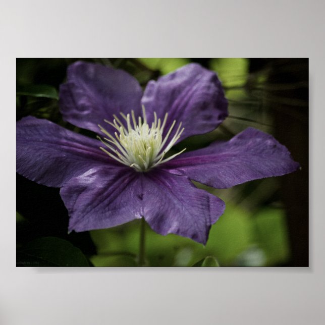 Clematis 8510 Print Poster (Vorne)