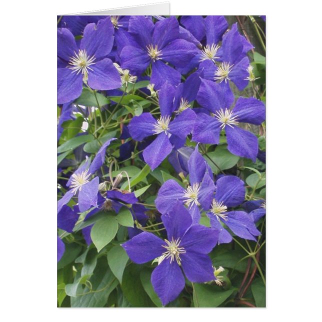 CLEMATIS, BLEU (Devant)