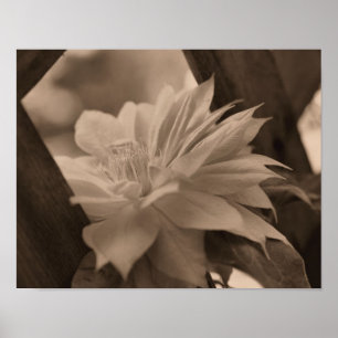 Clematis Blume auf Trellis in Sepia Poster