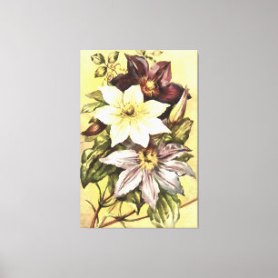 Clematis Blume Growers Botanische Kunst Leinwanddruck