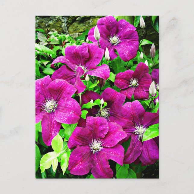 Clematis Blume Postkarte (Vorderseite)