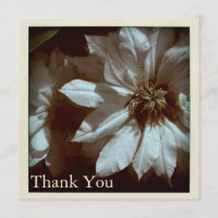 Clematis-Blumenphotographie danken Ihnen flache