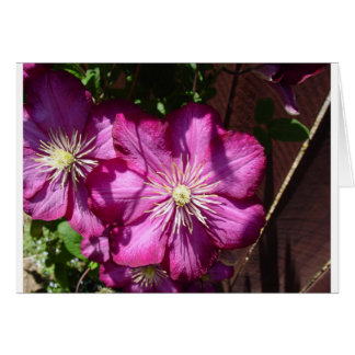 Clematis-Blüten