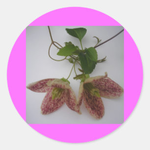 Clematis cirrhosa Blume Runder Aufkleber