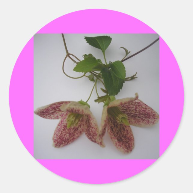 Clematis cirrhosa Blume Runder Aufkleber (Vorderseite)