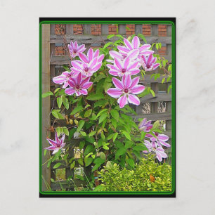 Clematis Cluster Postcard Postkarte
