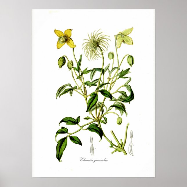 Clematis graveolens poster (Vorne)