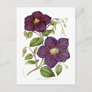 Clematis jackmani postkarte