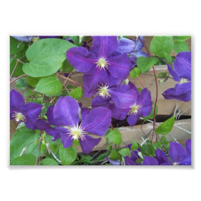 Clematis Jackmanii Superba Fotodruck (Vorne)
