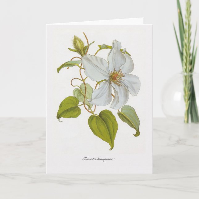 Clematis lanuginosa karte (Vorderseite)
