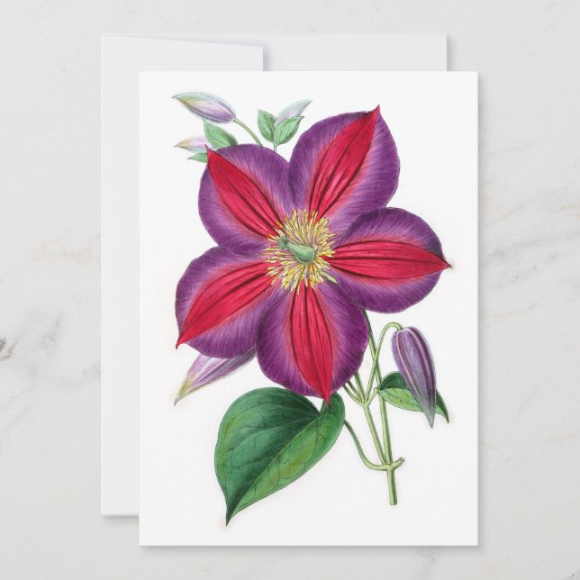 Clematis Magnifica (Vorderseite)