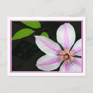 Clematis mit Blätter Postkarte