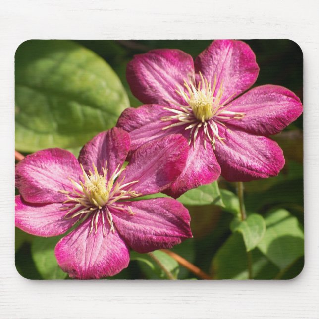 Clematis Mousepad (Vorne)