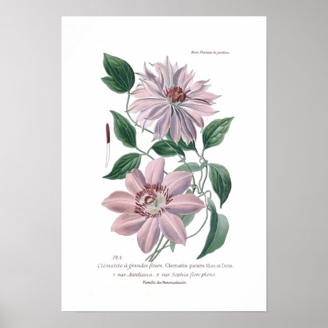 Clematis patens poster (Vorne)