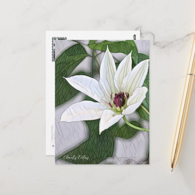 Clematis Patens Postkarte (Vorderseite/Rückseite Beispiel)