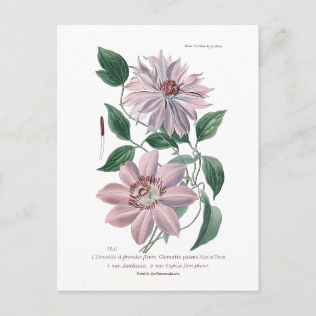 Clematis patens postkarte (Vorderseite)