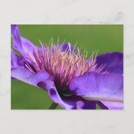 Clematis Postcard Postkarte