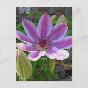 Clematis Postcard Postkarte