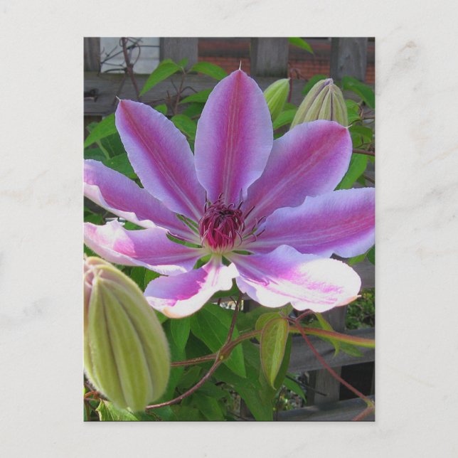 Clematis Postcard Postkarte (Vorderseite)