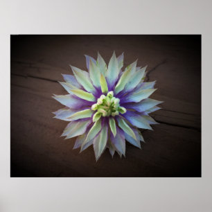 Clematis Poster