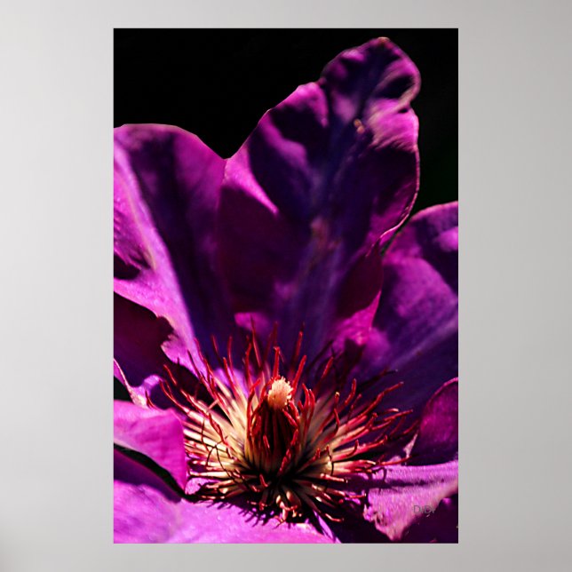 Clematis Poster (Vorne)