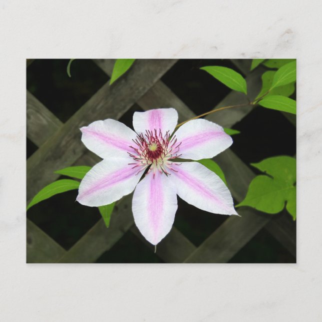 Clematis Postkarte (Vorderseite)