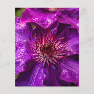 Clematis Präsident