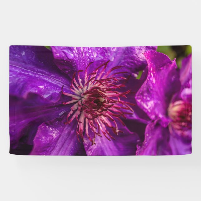 Clematis Präsident Banner (Horizontal)