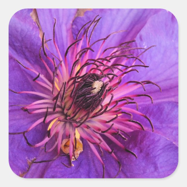 CLEMATIS QUADRATISCHER AUFKLEBER (Vorderseite)