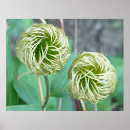Clematis Seed Head Poster