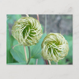 Clematis Seed Head Postkarte