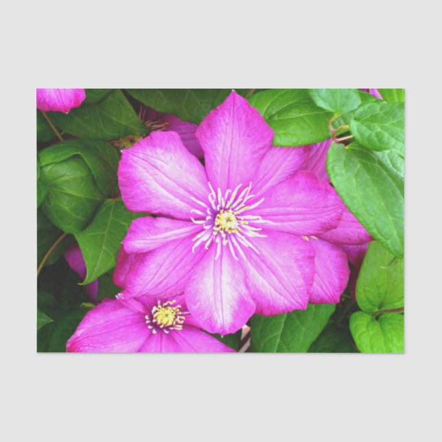 Clematis Seidenpapier (Vorderseite)