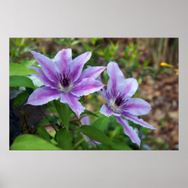 Clematis Spring Poster