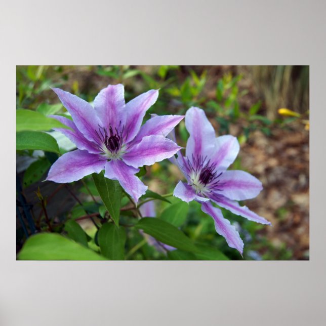 Clematis Spring Poster (Vorne)