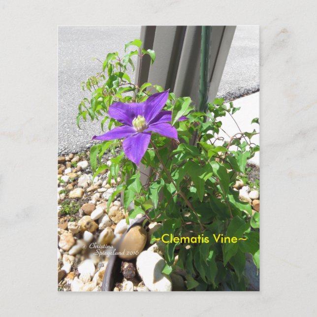 Clematis vigne violet Fleurs Spiegeland Carte post (Devant)