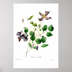 Clematis viticella poster