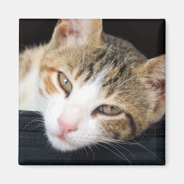 Cleo Cat Magnet (Vorne)