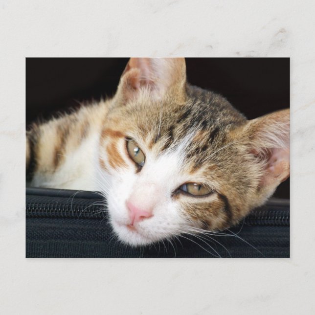 Cleo Cat Postcard Postkarte (Vorderseite)
