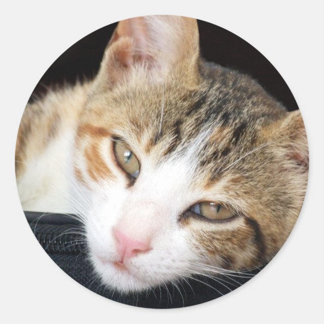 Cleo Stickers (Vorderseite)