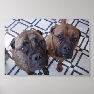 Cleo und Luna Poster